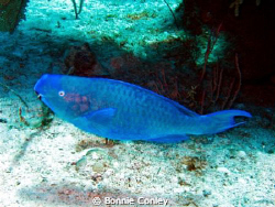 Blue Parrotfish seen in Grand Bahamas at the Shark Juncti... by Bonnie Conley 